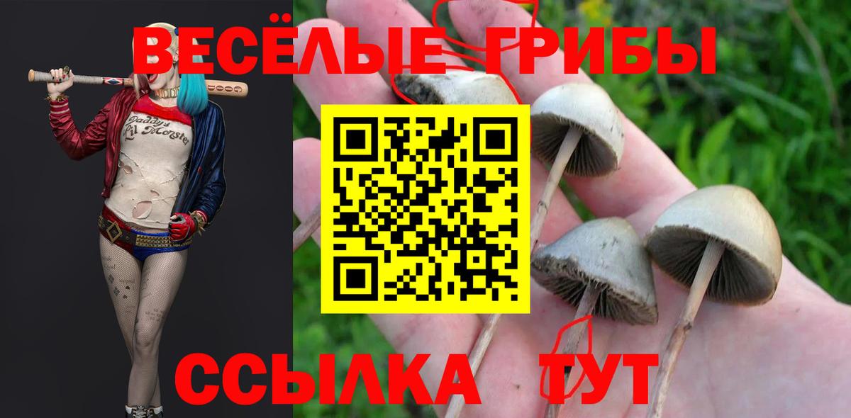 Галлюциногенные грибы Cubensis Строитель